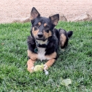 Rocky