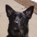 merlin-koda-23