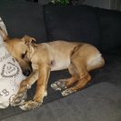 brandy-pupdate-5