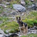 camping-with-doggies