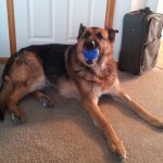 Gunni German Shepherd Rescue of the Rockies - Gunni