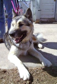 German Shepherd Rescue of the Rockies - Skylar