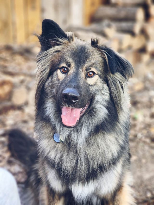 German Shepherd Rescue of the Rockies - Smokie