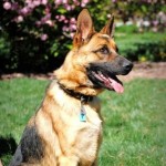 German Shepherd Rescue of the Rockies - Batu