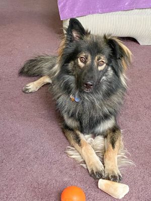 German Shepherd Rescue of the Rockies - Smokie