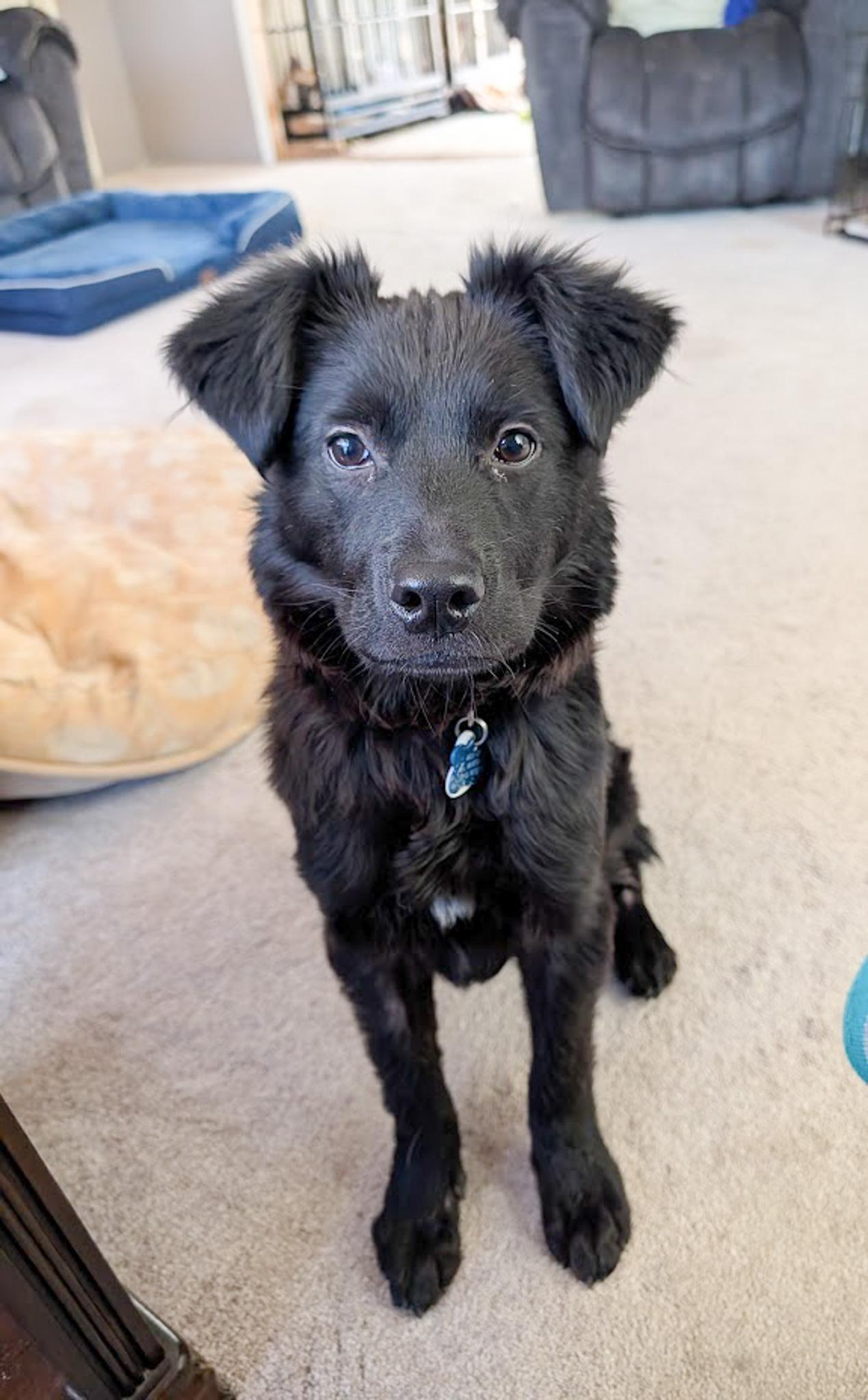 German Shepherd Rescue of the Rockies - Smokie