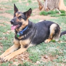 sheba