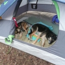 camping-with-doggies